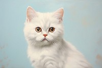 Close up on pale British Shorthair cat animal mammal kitten.