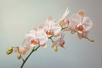 Close up on pale a orchid flower blossom plant inflorescence.