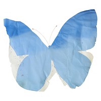 Blue butterfly ripped paper white background animal insect.
