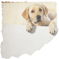 Dog ripped paper animal mammal pet.