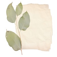 Eucalyptus leaves ripped paper plant leaf white background.