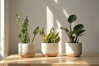 Indoor plant pots at home windowsill table arrangement.