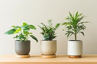 Indoor plant pots at home vase leaf wood.