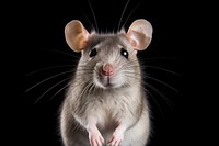 Rat face rat portrait animal.