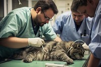 Veterinarians making ultrasound veterinarian hospital mammal.