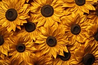 Sunflower backgrounds petal plant.