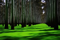 Photo of a eucalyptus forest landscape green outdoors.