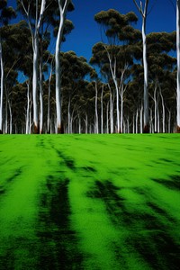 Photo of a eucalyptus forest landscape field green.