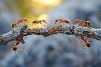 Ants teamwork animal insect branch.