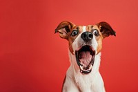Photo of shocked dog pet surprised portrait.