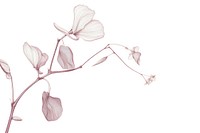 Silkscreen of sweet pea drawing nature flower.