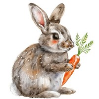 Rabbit Holding Carrot rabbit carrot vegetable.