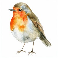 Robin Bird in Watercolor style robin bird animal.