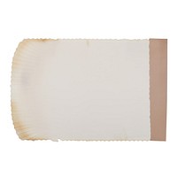Shell ephemera paper white board.