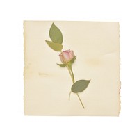 Rose leaf ephemera envelope painting blossom.