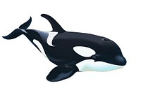 Orca border animal mammal whale.