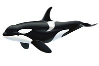 Orca border appliance animal mammal.