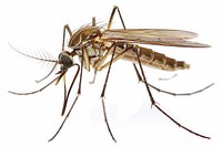 Mosquito invertebrate animal insect.