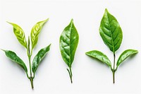 Tea leaves beverage plant drink.