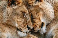 Lions cuddling wildlife panther leopard.