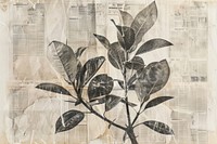 Rubber tree plant ephemera border backgrounds newspaper drawing.