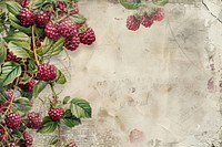 Rasberries ephemera border backgrounds raspberry plant.