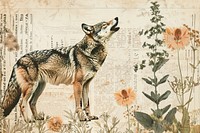 Wolf howling ephemera border animal mammal plant.