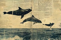 Whales jumping out of the ocean ephemera border dolphin animal mammal.