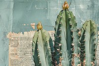 Cactus ephemera border backgrounds plant outdoors.