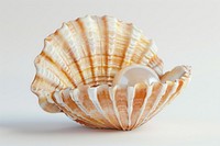Seashell invertebrate seafood animal.