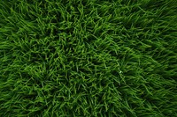 Grass texture background green vegetation plant.