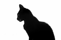 Black cat silhouette black cat animal.