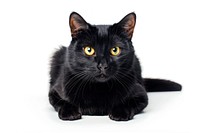 Black Cat cat black cat animal.