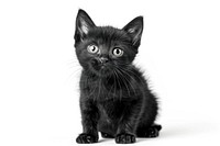 Black cat animal mammal kitten.