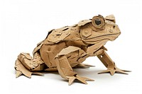 Toad toad amphibian wildlife.