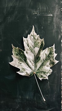 Maple leaf blackboard plant tree.