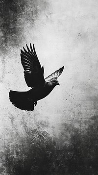 A pigeon blackbird agelaius clothing.