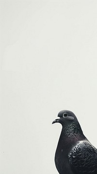 A pigeon animal bird dove.