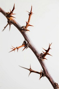 Thorns weaponry antler dagger.