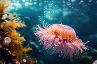 Underwater photo of sea life invertebrate chandelier outdoors.