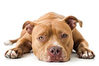 Photo of pitbull bulldog animal canine.