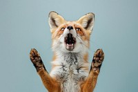 Photo of shocked fox wildlife pet animal.