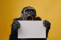 Photo of shocked gorilla wildlife face clothing.