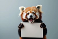 Photo of shocked red panda wildlife pet panther.
