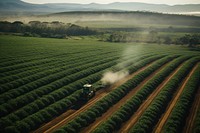 Coffee plantation rural countryside outdoors.