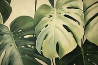 Close up on pale monstera leaves blossom flower person.