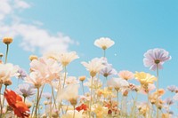 Beautiful flowers in a field full of a rainbow sky asteraceae outdoors.