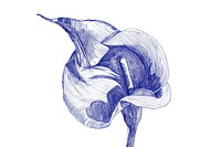 Vintage drawing calla lily illustrated blossom sketch.