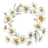 Chamomile frame watercolor flower daisy plant.