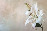 Close up on pale lily painting flower plant.